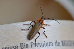 Cantharis livida 161725492 by ruebezahl. Used under a CC0 license.