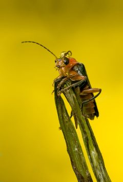 Cantharis livida 2 edit1 by Richard Bartz edited by Muhammad. Used under a CC BY-SA 2.5 license.