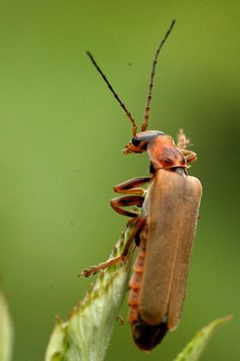 Cantharis.cf.rufa by James K. Lindsey. Used under a CC BY-SA 3.0 license.