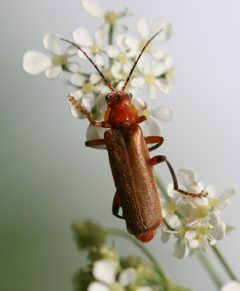 Cantharis livida red form by Sandy Rae. Used under a CC BY-SA 3.0 license.