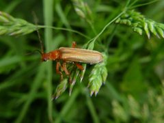 Cantharis rufa 40150918 by Alexis. Used under a CC BY 4.0 license.