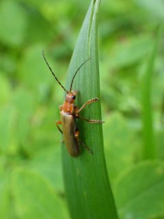 Cantharis rufa 43436328 by Ben Armstrong. Used under a CC BY 4.0 license.
