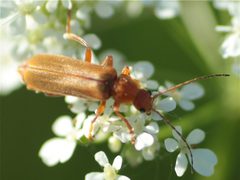 Cantharis rufa 62960592 by ajott. Used under a CC BY 4.0 license.