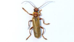 Cantharis rufa 79061273 by Dan MacNeal. Used under a CC BY 4.0 license.