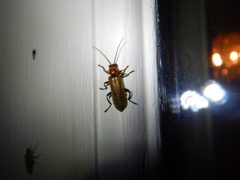 Cantharis rufa 80281857 by Jake McCumber. Used under a CC BY-SA 4.0 license.