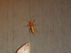 Cantharis rufa 80917199 by Jake McCumber. Used under a CC BY-SA 4.0 license.