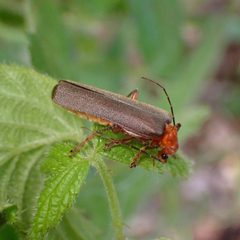 Brown Leather Wing Beetle imported from iNaturalist photo 191225285 on 20 March 2024 by (c) Cricket Raspet, some rights reserved (CC BY). Used under a CC BY 4.0 license.