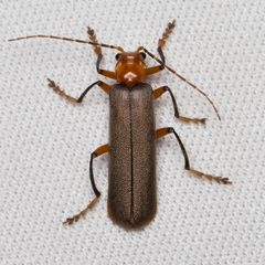 Brown Leather Wing Beetle imported from iNaturalist photo 19297921 on 20 March 2024 by (c) Ken-ichi Ueda, some rights reserved (CC BY). Used under a CC BY 4.0 license.