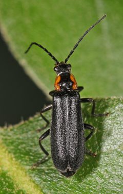 Rhagonycha angulata - inat 40188805 by {{{name}}}. Used under a CC BY-SA 4.0 license.