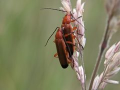 Rhagonycha fulva 141756949 by bemma. Used under a CC BY 4.0 license.