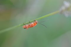 Rhagonycha fulva sweden by Jonathan Haars. Used under a CC BY-SA 4.0 license.