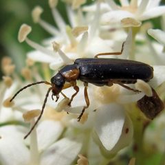 Rhagonycha oriflava by Jacy Lucier. Used under a CC BY-SA 4.0 license.
