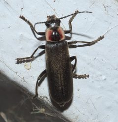 Rhaxonycha bilobata - inat 57238083 by {{{name}}}. Used under a CC BY-SA 4.0 license.