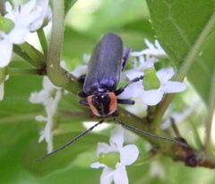 Rhaxonycha carolina by Beatriz Moisset. Used under a CC BY-SA 4.0 license.