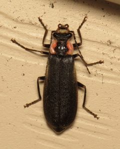 Podabrus brevicollis 19393125 by Nick Block. Used under a CC BY 4.0 license.