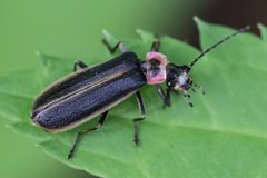 Podabrus brevicollis 26257438 by Bill Keim. Used under a CC BY 4.0 license.