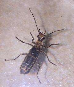 Podabrus brevicollis 38538969 by Ken Kneidel. Used under a CC0 license.