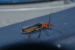 Podabrus conspiratus by Christopher. Used under a CC BY-SA 4.0 license.