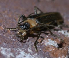 Podabrus flavicollis P1590224a by 
xpda. Used under a CC BY-SA 4.0 license.