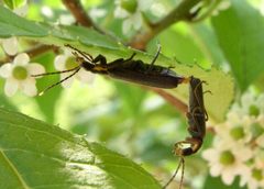 Podabrus rugosulus mating by Beatriz Moisset. Used under a CC BY-SA 4.0 license.