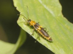 Belotus abdominalis by iNaaturalist: Juan Cruzado Cortés
naturalista: https://www.naturalista.mx/people/juancruzado. Used under a CC BY-SA 4.0 license.