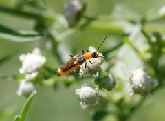 Belotus abdominalis 002 by Juan Cruzado Cortés. Used under a CC BY-SA 4.0 license.