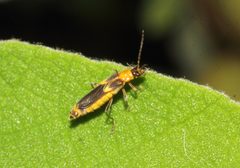 Belotus bicolor by Juan Cruzado Cortés. Used under a CC BY-SA 4.0 license.