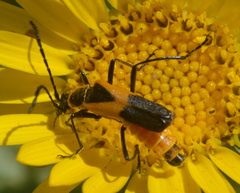 Chauliognathus basalis Boulder CO 072915 by Sesamehoneytart. Used under a CC BY-SA 4.0 license.