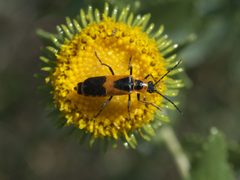 Chauliognathus basalis P1320841a by 
xpda. Used under a CC BY-SA 4.0 license.