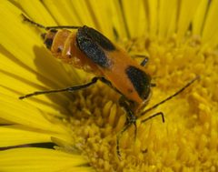Chauliognathus basalis P1320876a by 
xpda. Used under a CC BY-SA 4.0 license.