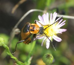 Chauliognathus basalis P1530788a by 
xpda. Used under a CC BY-SA 4.0 license.