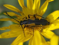 Chauliognathus deceptus P1520256a by
xpda. Used under a CC BY-SA 4.0 license.
