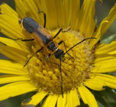 Chauliognathus limbicollis - inat 56833468 by {{{name}}}. Used under a CC BY-SA 4.0 license.