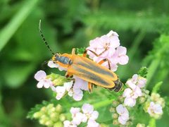 Chauliognathus marginatus 02 by Kaldari. Used under a CC0 license.