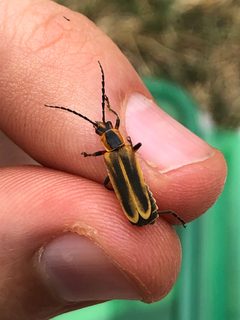 Chauliognathus marginatus 210603394 by Tommy. Used under a CC0 license.