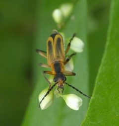 Chauliognathus marginatus P1080640a by
xpda. Used under a CC BY-SA 4.0 license.