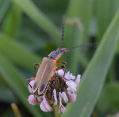 Chauliognathus marginatus Tennessee 062115 by Sesamehoneytart. Used under a CC BY-SA 4.0 license.