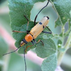 Little Soldier Beetle - Flickr - treegrow by Katja Schulz from Washington, D. C., USA. Used under a CC BY 2.0 license.