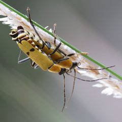 Little Soldier Beetles Mating - Flickr - treegrow by Katja Schulz from Washington, D. C., USA. Used under a CC BY 2.0 license.