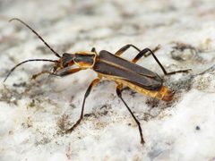 Obscure Soldier Beetle - Flickr - treegrow by Katja Schulz from Washington, D. C., USA. Used under a CC BY 2.0 license.