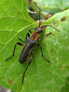 Soldier beetle climbing up a leaf - Flickr - treegrow by Katja Schulz from Washington, D. C., USA. Used under a CC BY 2.0 license.
