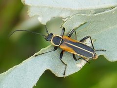 Chauliognathus opacus by Wendy McCrady. Used under a CC BY 4.0 license.