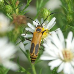 Chauliognathus pensylvanicus 94460303 by Robert Webster. Used under a CC BY-SA 4.0 license.
