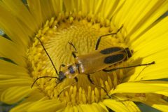 Chauliognathus pensylvanicus P1320837a by 
xpda. Used under a CC BY-SA 4.0 license.