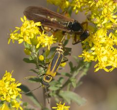 Chauliognathus pensylvanicus P1350640a by 
xpda. Used under a CC BY-SA 4.0 license.