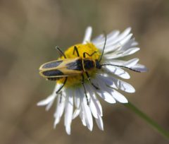 Chauliognathus scutellaris P1380876b by 
xpda. Used under a CC BY-SA 4.0 license.