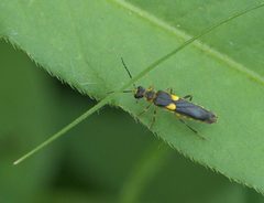 Trypherus frisoni P1080475a by 
xpda. Used under a CC BY-SA 4.0 license.
