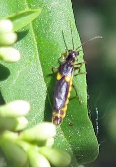 Trypherus latipennis by Jacy Lucier. Used under a CC BY-SA 4.0 license.