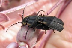Polemius laticornis by Jacy Lucier. Used under a CC BY-SA 4.0 license.