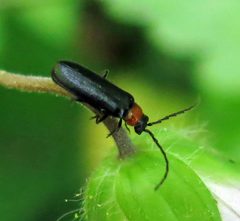 Silis percomis by Jacy Lucier. Used under a CC BY-SA 4.0 license.